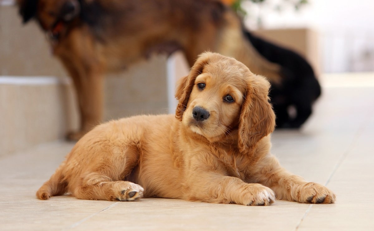 First Night With Your Puppy: A Survival Guide