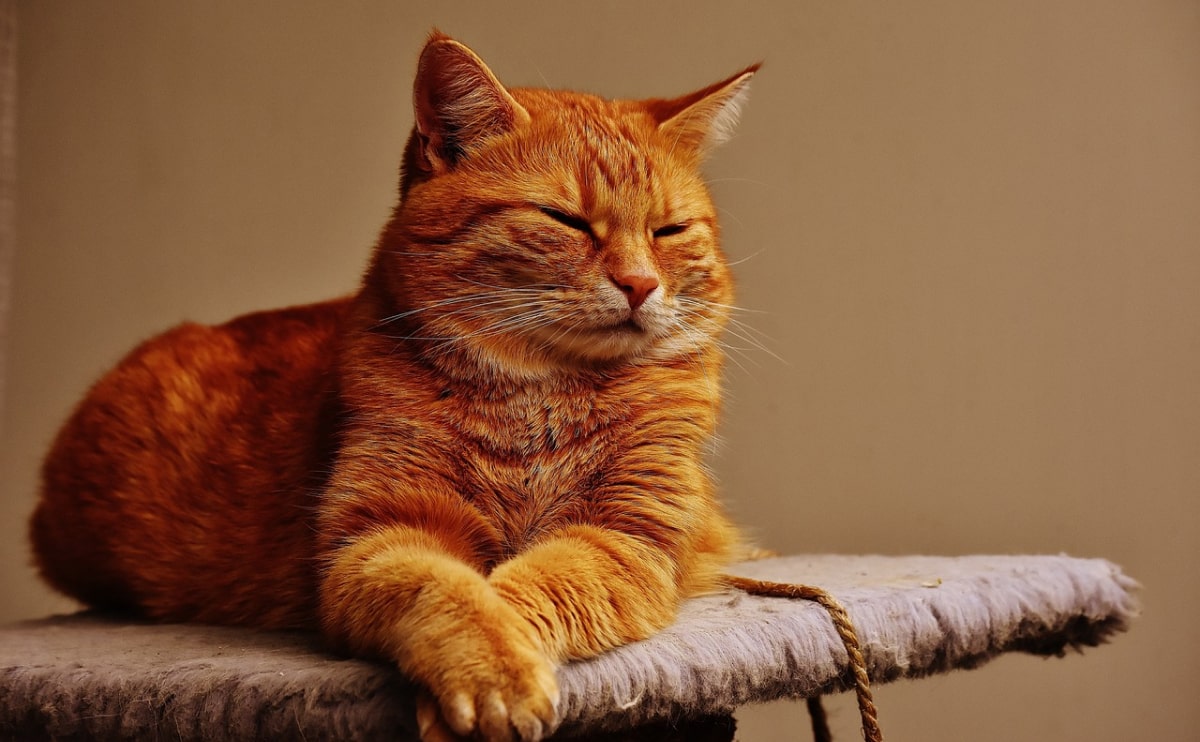 What Is Catnip? A Guide to Your Cat’s Favorite Treat