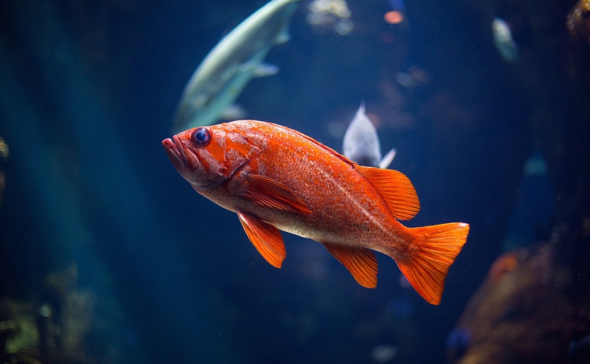 The 30 Best Saltwater Fish for Your Tank