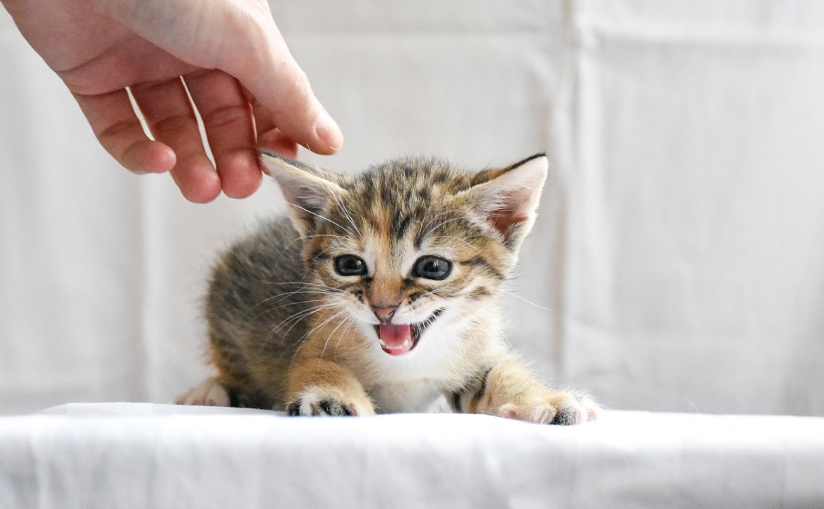 Added micronutrients in my cat’s food?